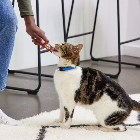 A person's hand feeding a cat on a rug.