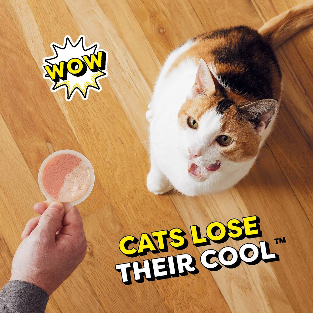 Temptations lickable spoons owner feeding cat lickable spoons, cats lose their cool