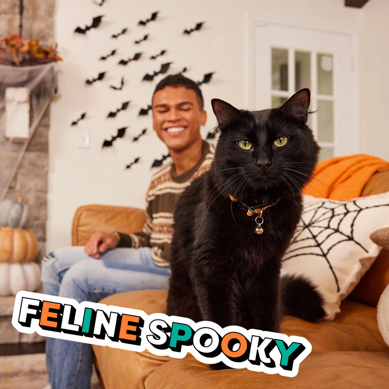 Feline Spooky, Black cat with its owner