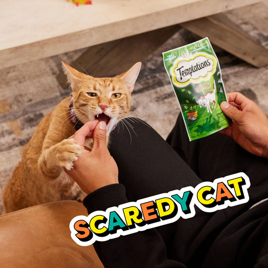 Scaredy Cat - Cat with its owner eating Creepy Catnip Temptations Treats