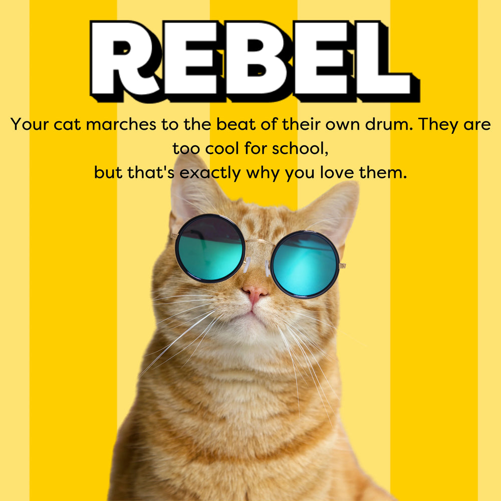 Rebel: Your cat marches to the best of their own drum. They are too cool for school, but that's exactly why you love them