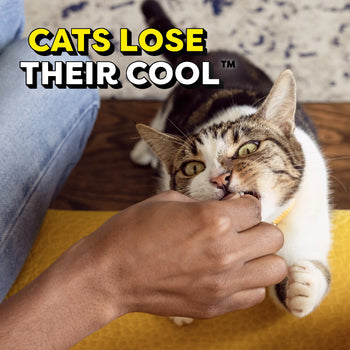 cats lose their cool