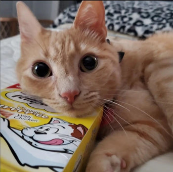 cat laying on a box of temptations creamy puree lickable cat treats